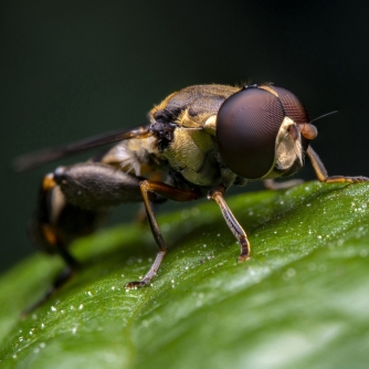 SLR Objektīvi - Laowa 90mm f/2.8 2X Ultra Macro APO L mount VE9028L - ātri pasūtīt no ražotāja